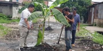 Tagih Janji Kampanye Walikota Medan, Masyarakat Tanam Pohon Pisang Dijalan Yang Rusak