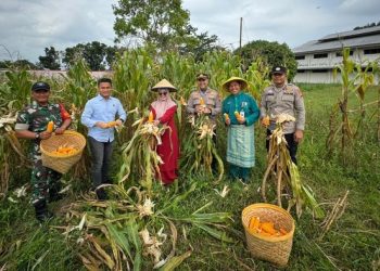 Polres Dumai Panen Raya Jagung, Dorong Kemandirian Pangan Masyarakat
